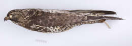 Image of Buteo lagopus sanctijohannis (Gmelin & JF 1788)