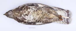 Image of Buteo lagopus sanctijohannis (Gmelin & JF 1788)