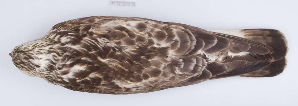 Image of Buteo lagopus sanctijohannis (Gmelin & JF 1788)
