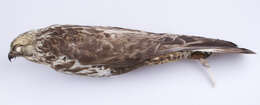 Image of Buteo lagopus sanctijohannis (Gmelin & JF 1788)