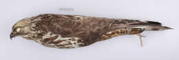 Image of Buteo lagopus sanctijohannis (Gmelin & JF 1788)