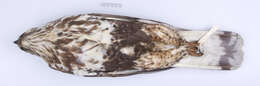 Image of Buteo lagopus sanctijohannis (Gmelin & JF 1788)