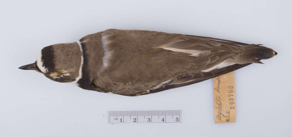 Image of <i>Charadrius hiaticula semipalmatus</i>