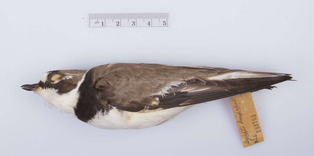 Image of <i>Charadrius hiaticula semipalmatus</i>