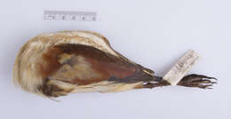 Image of Ixobrychus exilis exilis (Gmelin & JF 1789)
