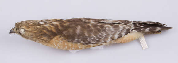 Image of Buteo lineatus lineatus (Gmelin & JF 1788)