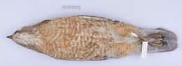 Image of Buteo lineatus lineatus (Gmelin & JF 1788)