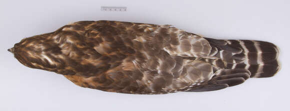 Image of Buteo lineatus lineatus (Gmelin & JF 1788)