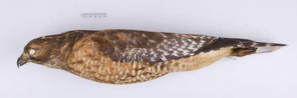 Image of Buteo lineatus lineatus (Gmelin & JF 1788)