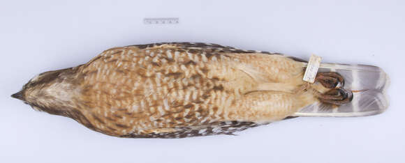 Image of Buteo lineatus lineatus (Gmelin & JF 1788)