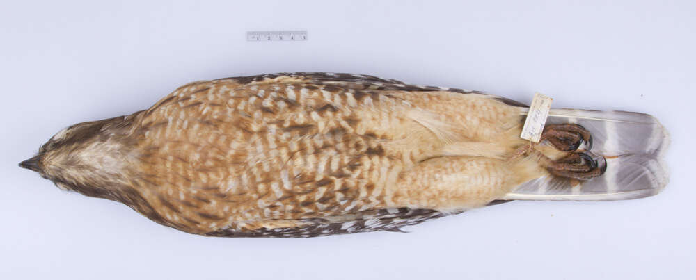 Image of Buteo lineatus lineatus (Gmelin & JF 1788)