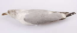 Imagem de Larus argentatus Pontoppidan 1763