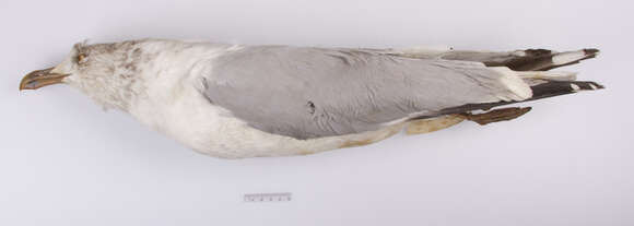 Image of European Herring Gull