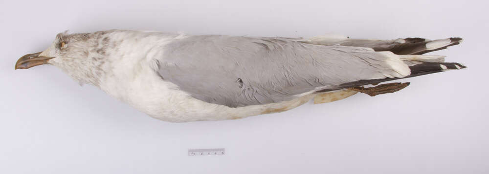 Imagem de Larus argentatus Pontoppidan 1763