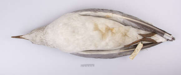 Image of European Herring Gull