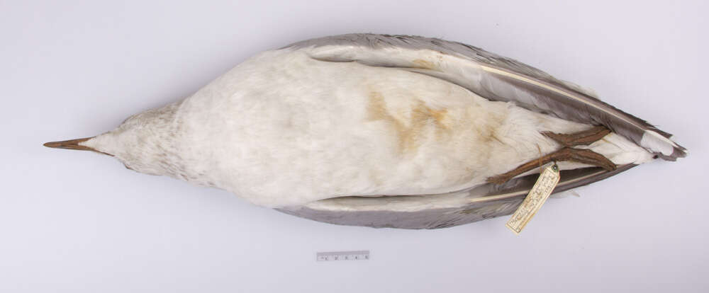 Imagem de Larus argentatus Pontoppidan 1763