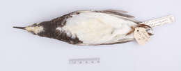 صورة Arenaria interpres morinella (Linnaeus 1766)