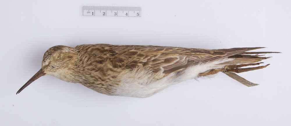 Image of Pectoral Sandpiper