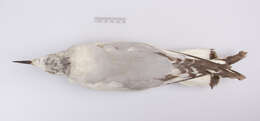 Image of Bonaparte's gull