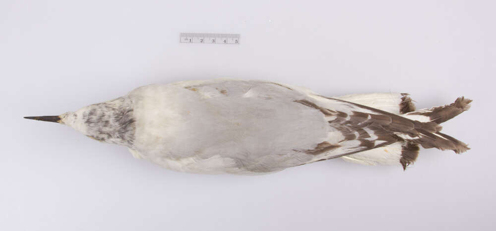 <i>Larus philadelphia</i>的圖片