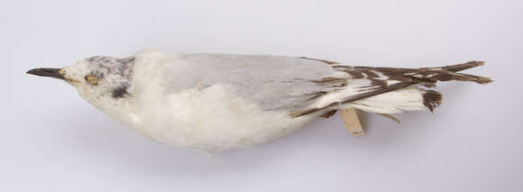 Image of Bonaparte's gull