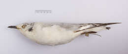 Image of Bonaparte's gull