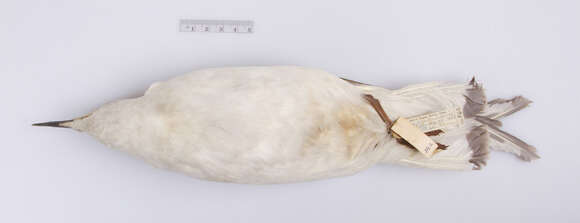 Image of Bonaparte's gull
