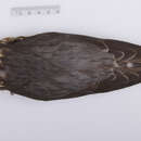 Image of Falco columbarius columbarius Linnaeus 1758