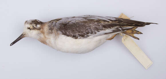 Image of Grey (Red) Phalarope