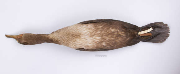 Image of Phalacrocorax auritus auritus (Lesson & R 1831)