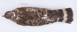 Image of Buteo platypterus platypterus (Vieillot 1823)