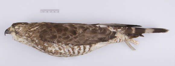 Image of Buteo platypterus platypterus (Vieillot 1823)