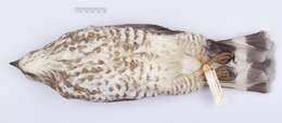 Image of Buteo platypterus platypterus (Vieillot 1823)