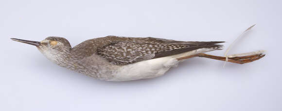 Image of Lesser Yellowlegs