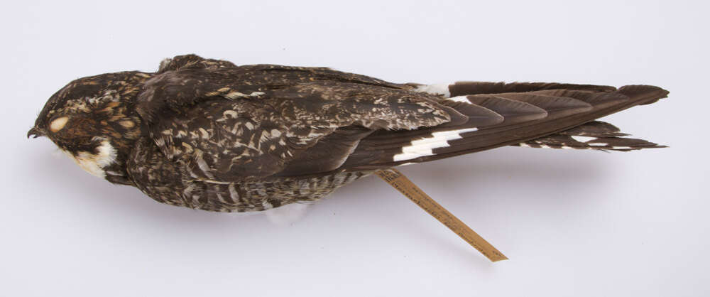 Image of Common nighthawk