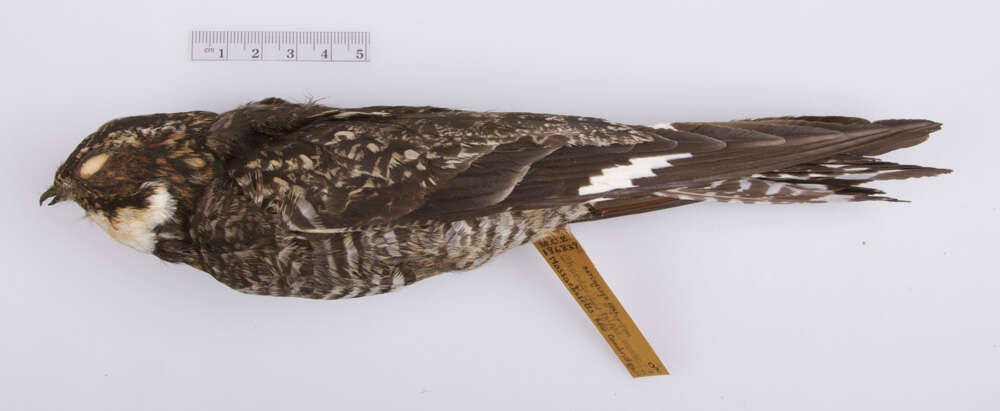 Image of Common nighthawk