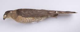 Image of Cooper's Hawk