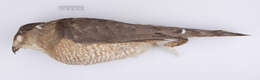 Image of Cooper's Hawk