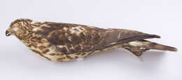 Image of Buteo platypterus platypterus (Vieillot 1823)