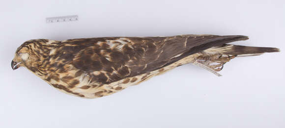 Image of Buteo platypterus platypterus (Vieillot 1823)