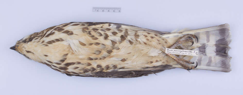 Image of Buteo platypterus platypterus (Vieillot 1823)