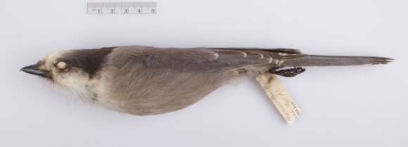 Image of Perisoreus canadensis canadensis (Linnaeus 1766)