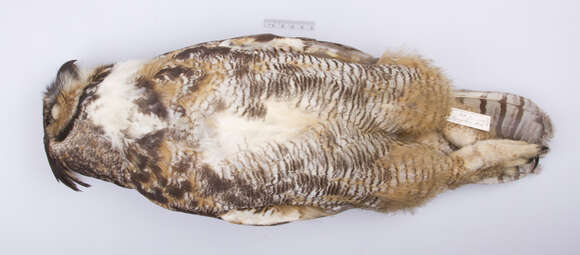 Image of Bubo virginianus virginianus (Gmelin & JF 1788)