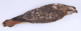 Image of Eastern Red-tailed Hawk