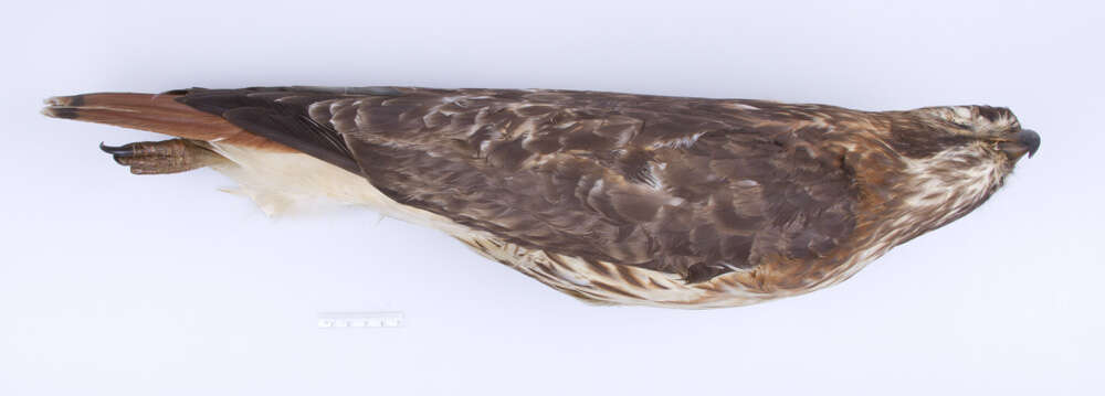 Image of Eastern Red-tailed Hawk