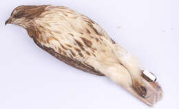 Image of Eastern Red-tailed Hawk