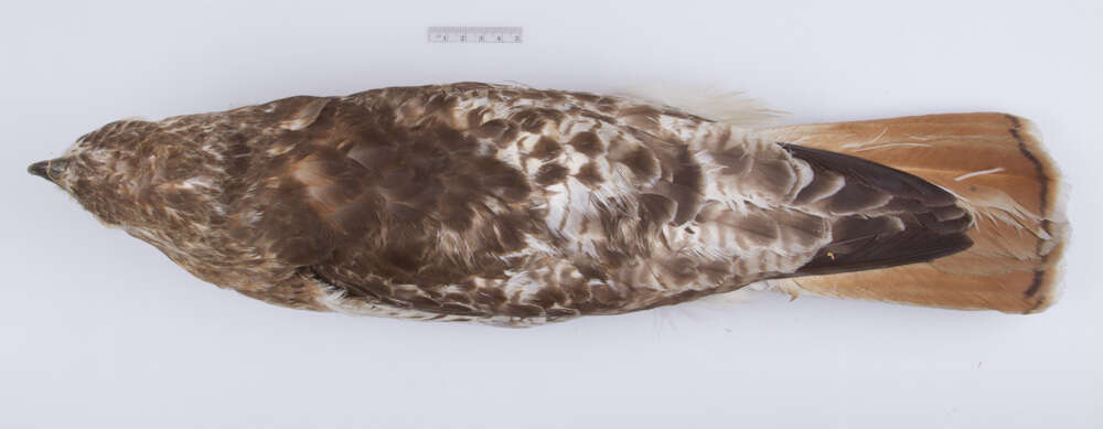 Image of Eastern Red-tailed Hawk