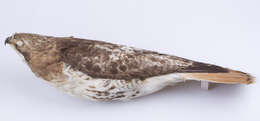 Image of Eastern Red-tailed Hawk