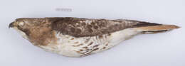 Image of Eastern Red-tailed Hawk