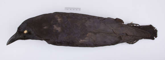 Image of American crow